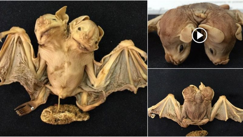 Scientists were terrified when they discovered the mummified of a weird two-headed creature in a Brazilian forest.