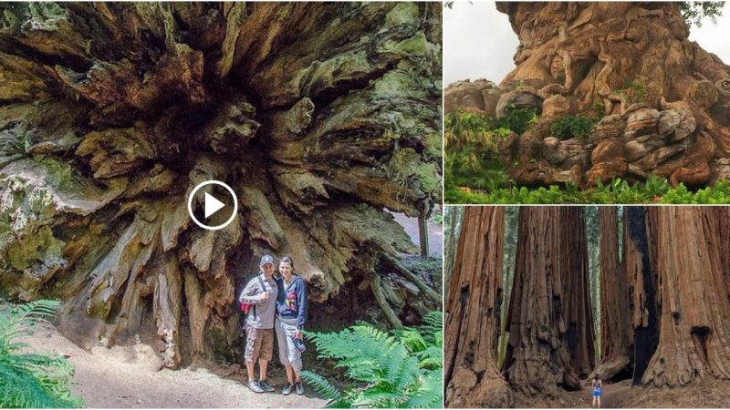 Magnificent ancient trees make us feel tiny.