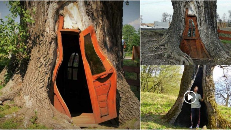 Explore the unusual dwellings built under trees in Poland.