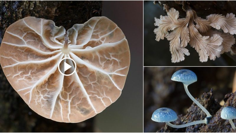 Strangely shaped mushrooms in Australia and miraculous uses you may not know.