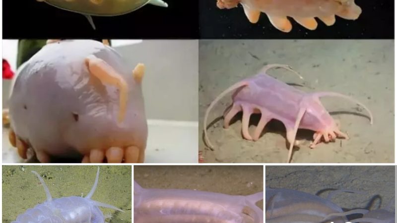 “Scotoplanes”.Its species are commonly known as sea pigs.