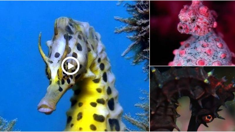 The god-killing eyes of seahorses when it’s time to get pregnant