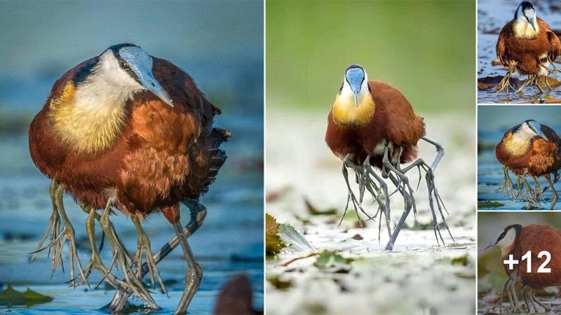 Netizens were surprised to see the many-legged bird and the touching story afterwards.