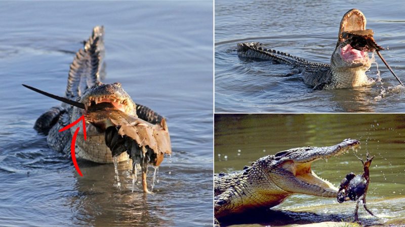 Crocodiles struggled to catch huge thorny prey but got caught between their teeth, the result was surprising