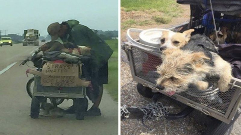 A Remarkable Journey of Compassion Homeless Man’s Dedication to Rescuing Stray Dogs