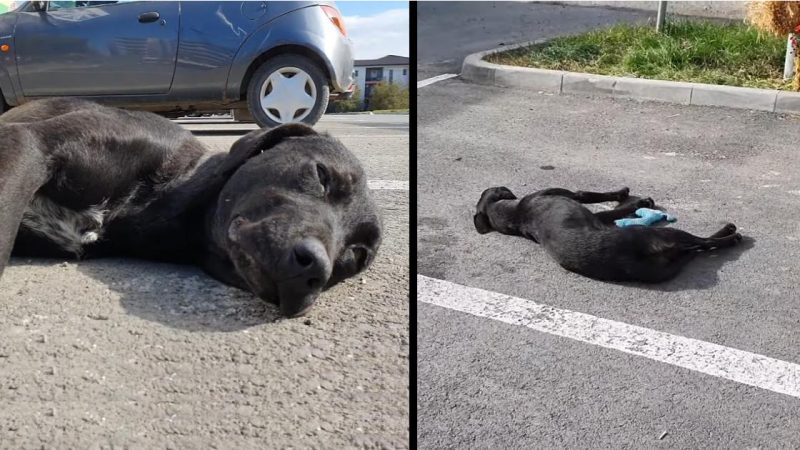 A Heartbreaking Tale of a Homeless Mother Dog and Her Pup Too Despondent to Seek Help