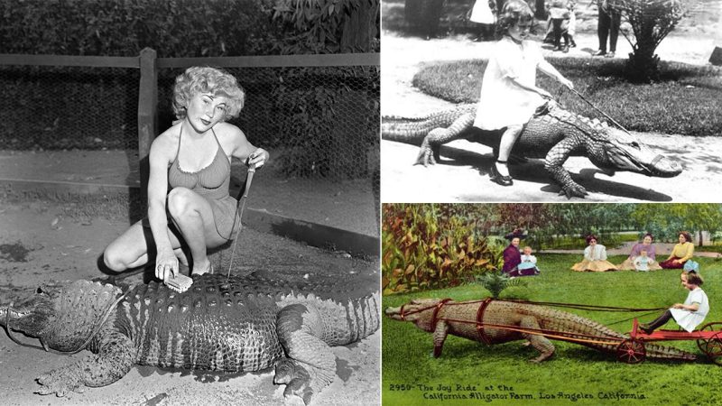 Rare photographs of the alligator farm in California in the 1920s depict a time when children could ride and play with alligators!