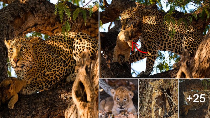 Daring Leopard Snatches Lion Cub from Under Its Mother’s Nose and Devours It