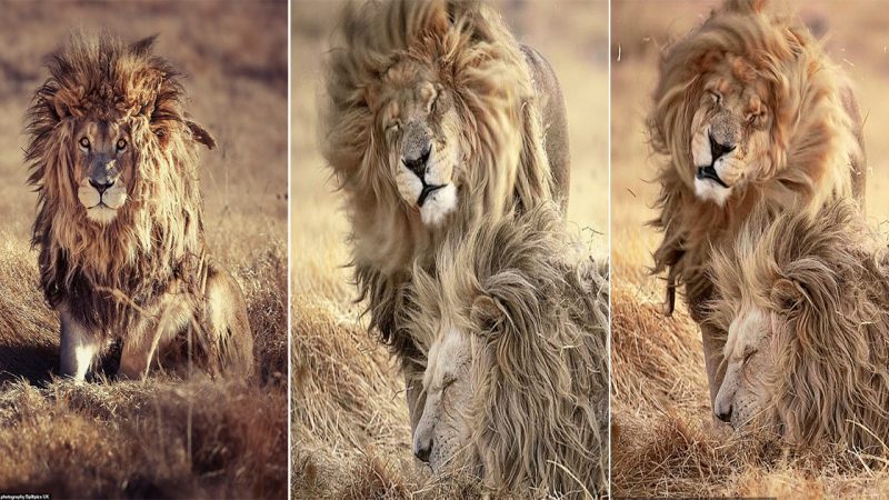 Bad hair day! Disheveled king of the jungle wakes up with a ruffled mane in South African wildlife park