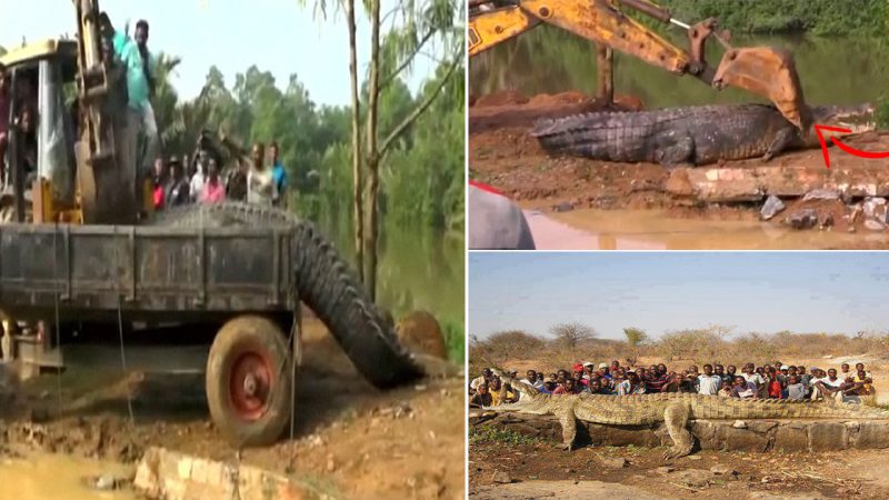 Villagers in Sri Lanka release GIANT crocodile back into the river after rescuing the one-ton reptile when it became stranded in a canal