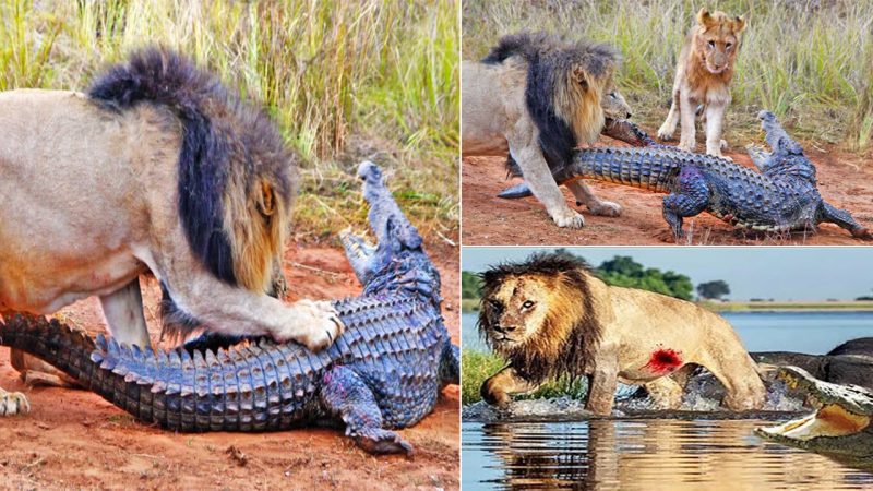 Lions Attack Crocodile Walking on Land