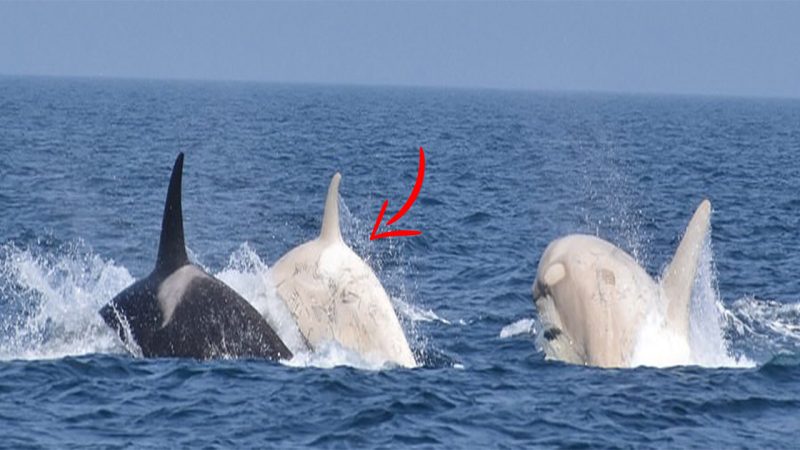 Two rare white orcas are spotted off the coast of Japan