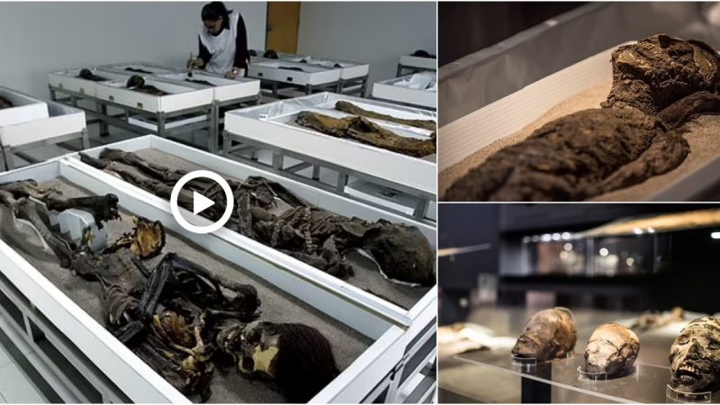 UNESCO adds 7,000-year-old Chilean MUMMIES to its World Heritage List after hailing the ‘global importance’ of the preserved remains, which are over 2,000 years older than their more famous Egyptian counterparts.