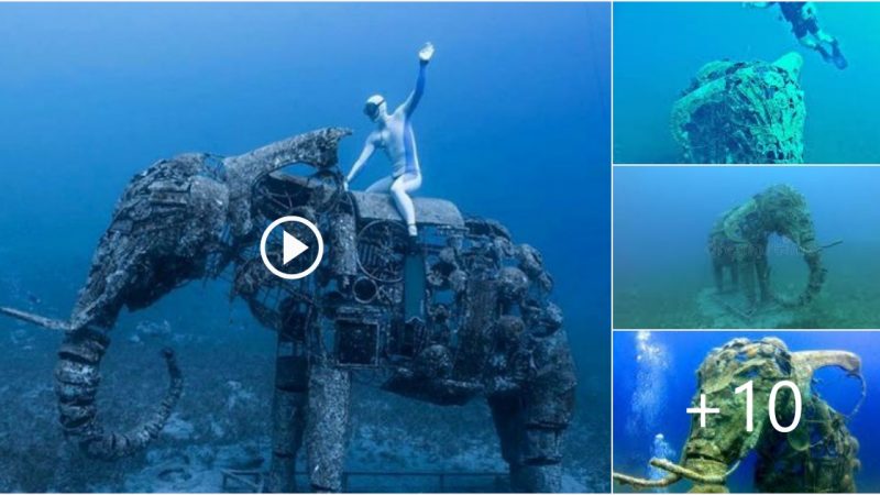 Discover the surprising elephant statue under the ocean