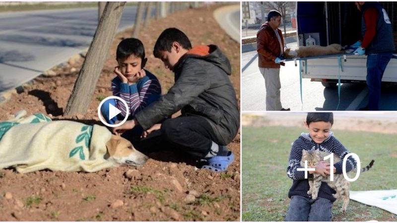 Kind boy stays with injured stray dog until help arrives