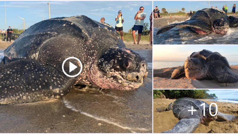 Unraveling the Enigma: Mysterious and Unusual Turtle Sightings Baffle Beachgoers