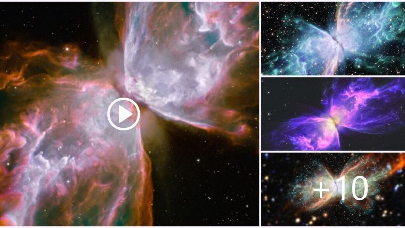 Strong stellar winds create the butterfly nebula that makes people fall in love