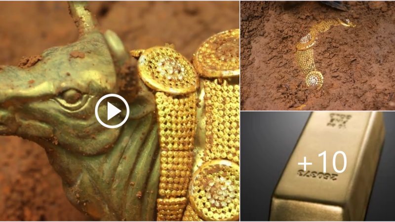 Found more than ten kilograms of bull gold and gold jewelry using a metal detector