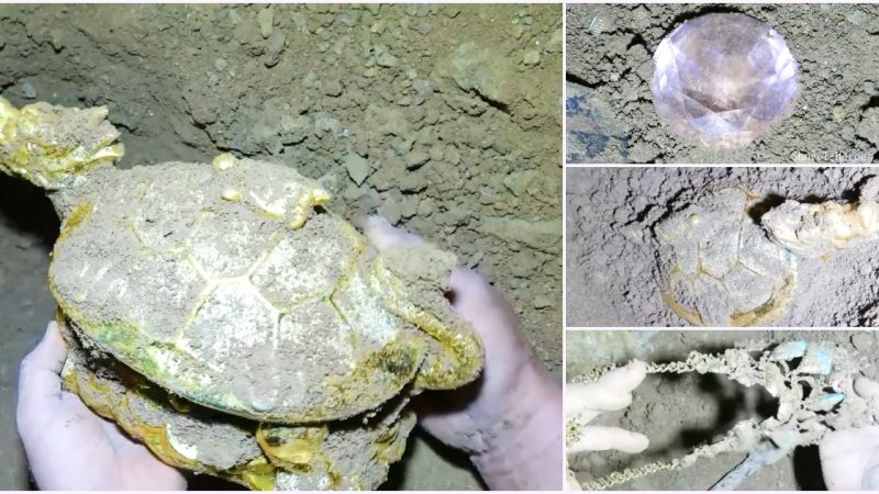 Discovered a giant golden turtle Ьurіed in a cave for thousands of years