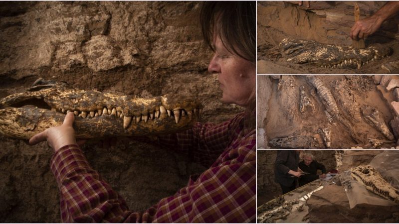 Inside an ancient Egyptian tomb lies a glimpse into the world of mummified crocodiles.