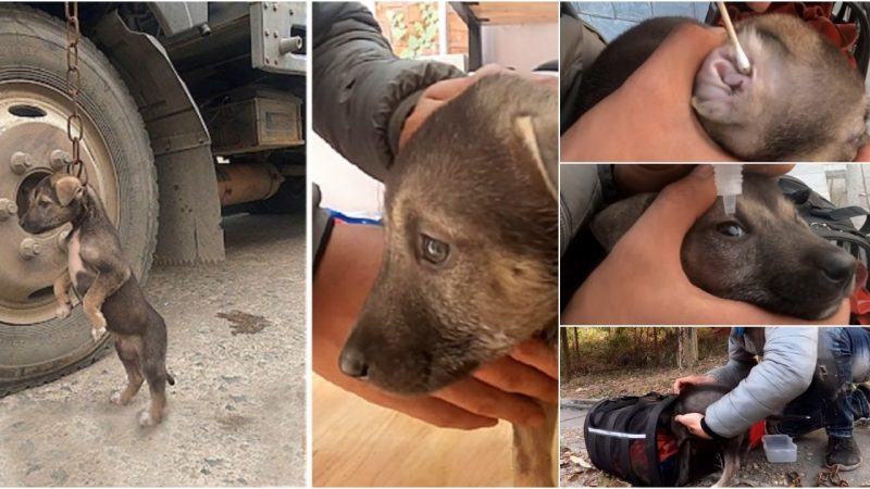 Heartbreaking Rescue: Abandoned Pit Bull Puppy’s Cry for Help Echoes in a Parking Lot