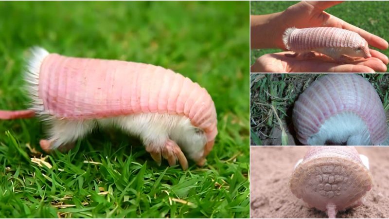 Discover the Fascinating Pink Fairy Armadillo: The Smallest Armadillo Species in the World