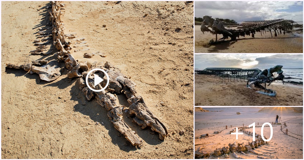 Ancient Behemoth Unearthed: 65-Foot Fossil Whale Skeleton Reveals ...