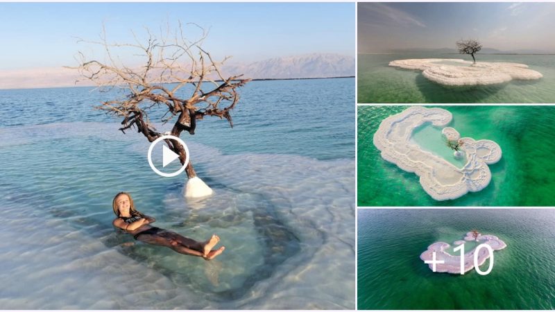 Unveiling the Enigma: The ‘Tree of Life’ on Salt Island in the Heart of the Dead Sea