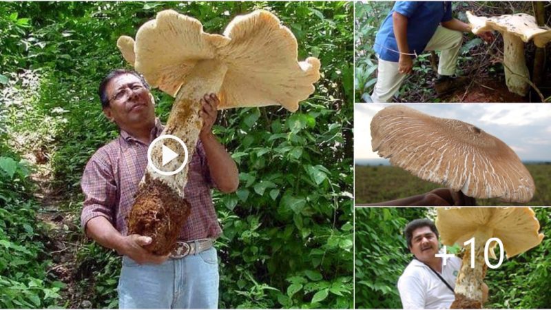 Giant 20-Kilo Mushroom Discovered in Chiapas Forest, Mexico: A Rare and Fascinating Find