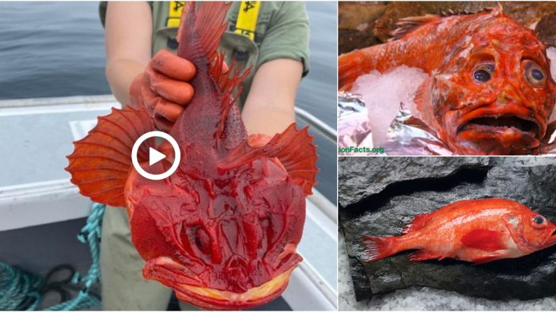 Unraveling the Enigma: Encounter with an Unusual Red Fish in the Ocean.