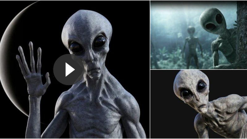 According to a professor of ufology at the University of Pennsylvania, these “Gray” aliens may contain human DNA.