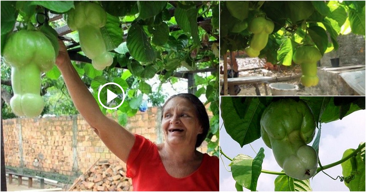 The Discovery Of The Mystery Behind An Unusual Fruit By A Female Brazilian Gardener Breaking
