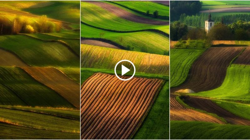 20 years of shooting Europe’s wave-like fields: a tribute to nature’s ingenuity.