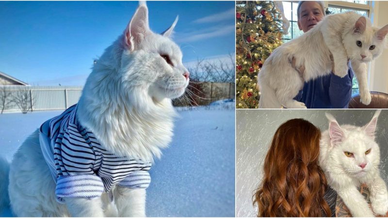 Because of its impressive size, the Majestic Maine Coon Cat is sometimes misidentified as a dog.