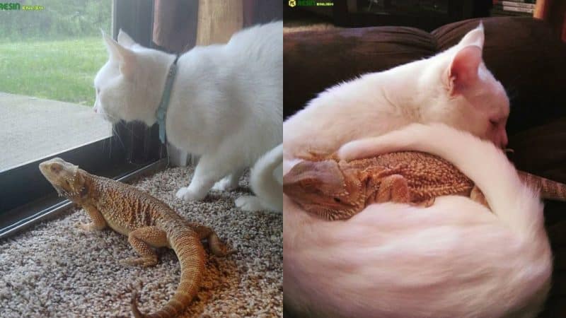 The Unbelievable Friendship of a Dragon and a Cat