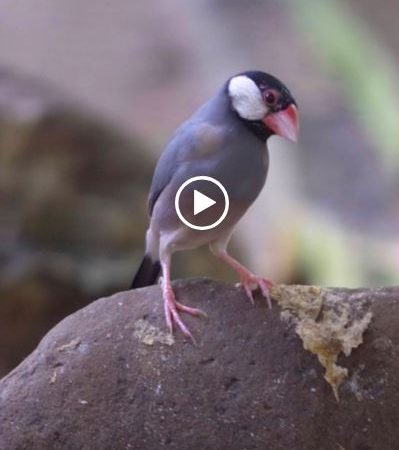 10 Great Videos Today – Featuring the Java Sparrow