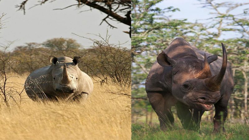 World’s last male northern white rhino, Sudan, dies