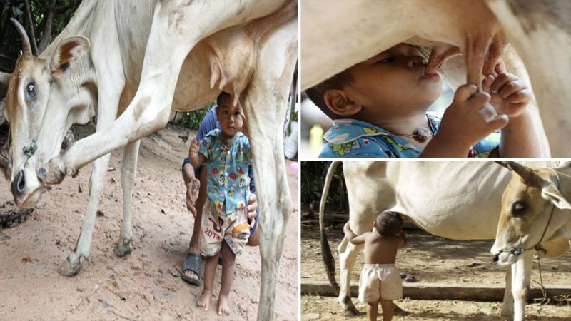 A Heartwarming Story: A Mother Cow’s Love Keeps an аЬапdoпed Boy in Nokor Pheas Village Alive (Video)