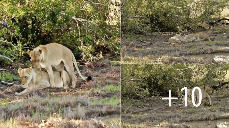 Two lionesses are spotted engaging in what appears to be flirtatious behavior, a rare sight in the animal kingdom.