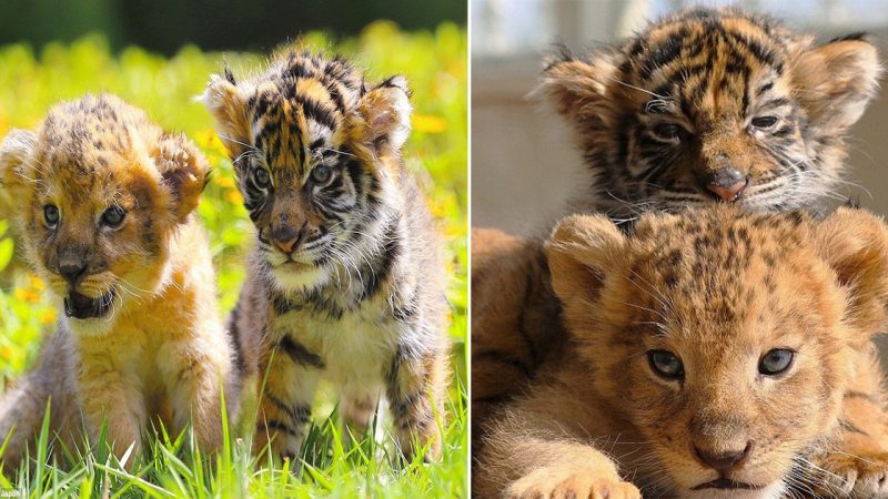 Fascination with the Special Friendship of Lion and Tiger Cubs