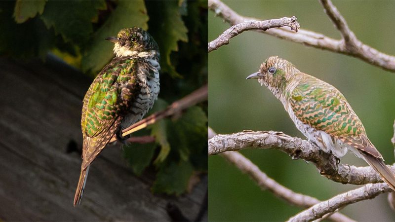 Meet the tiny avian creature adorned with gleaming metallic emerald green spurs cascading down from its head to lower throat in a shimmering display of hues