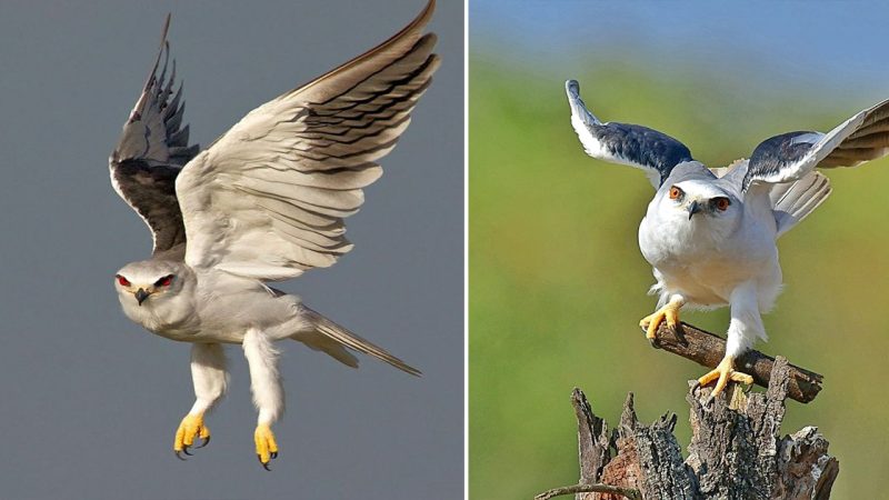 The Majestic Black-winged Kite: A Unique Raptor with Owl-like Traits