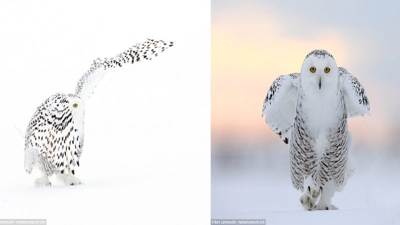 Cold-eyed killer Snowy Owl assassin swoops down out of an icy sky to capture unsuspecting mouse