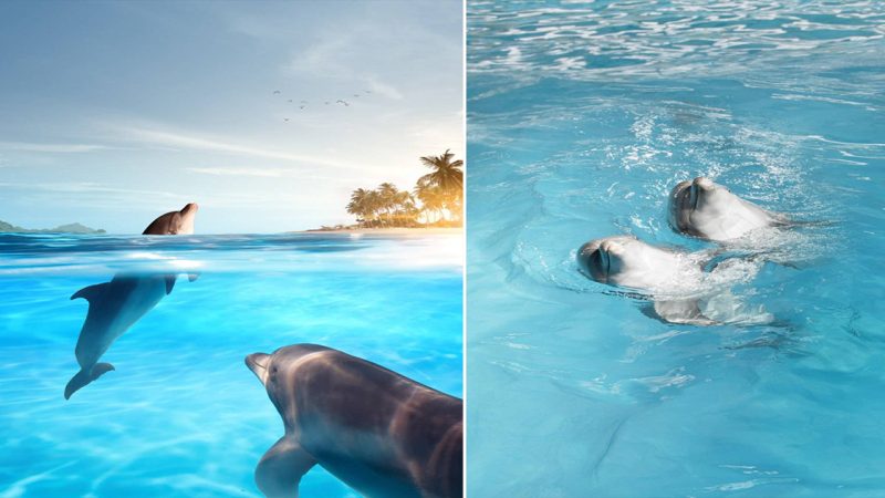 Discover a World of Wonder with Playful Dolphins