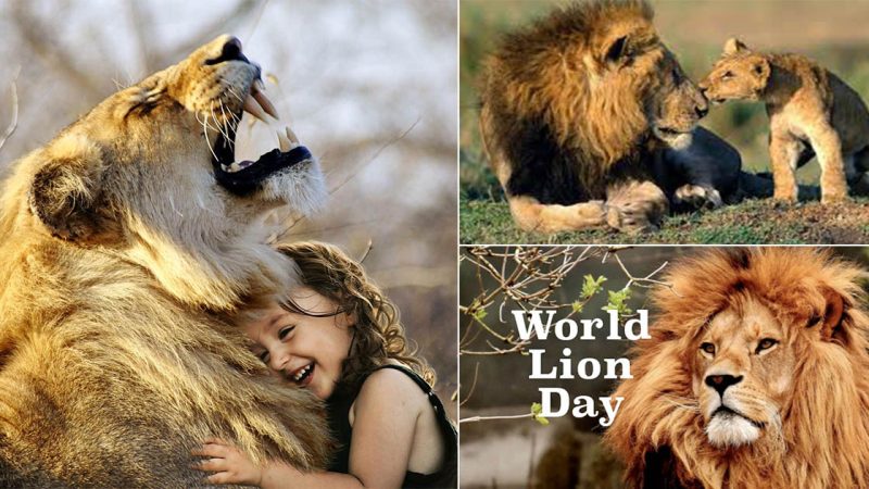 World Lion Day: Date, history, significance and all you need to know