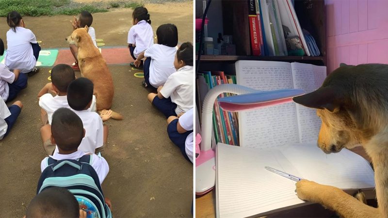 Rescue dog A companion to school with students and admiration from the online community