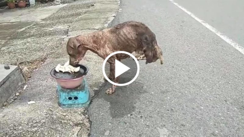 extraordinary life force the moment a homeless dog who lost his hind legs shed tears of happiness when he was given food by a kind person, touched millions of heart