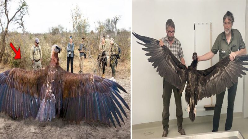 Majestic Cinereous Vulture: A Sentinel of the Skies and Nature’s Cleanup Crew