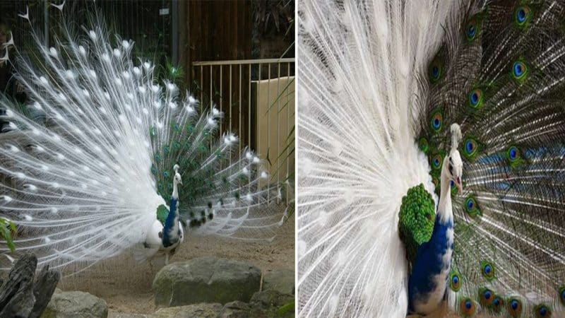 The most beautiful peacocks in the world