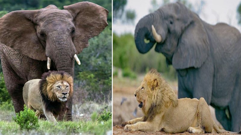 The Miracle of Nature: The Wondrous Bond between Elephants and Lions as They Support Each Other